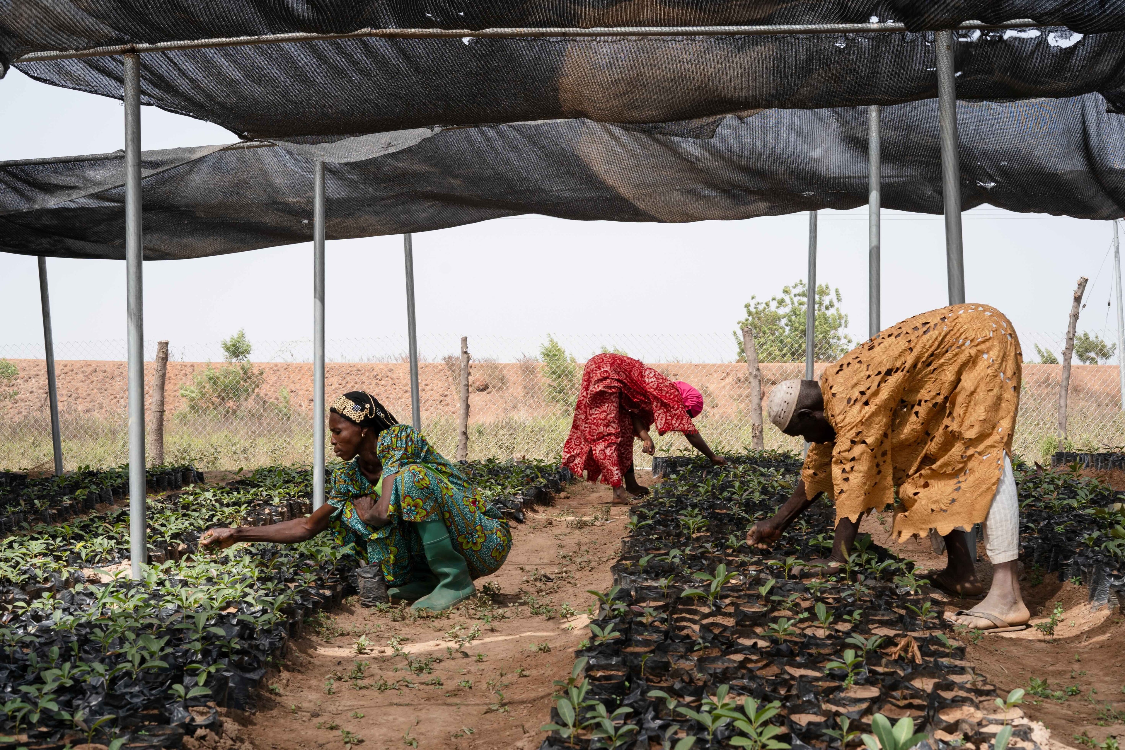 The Ecosystem Architect